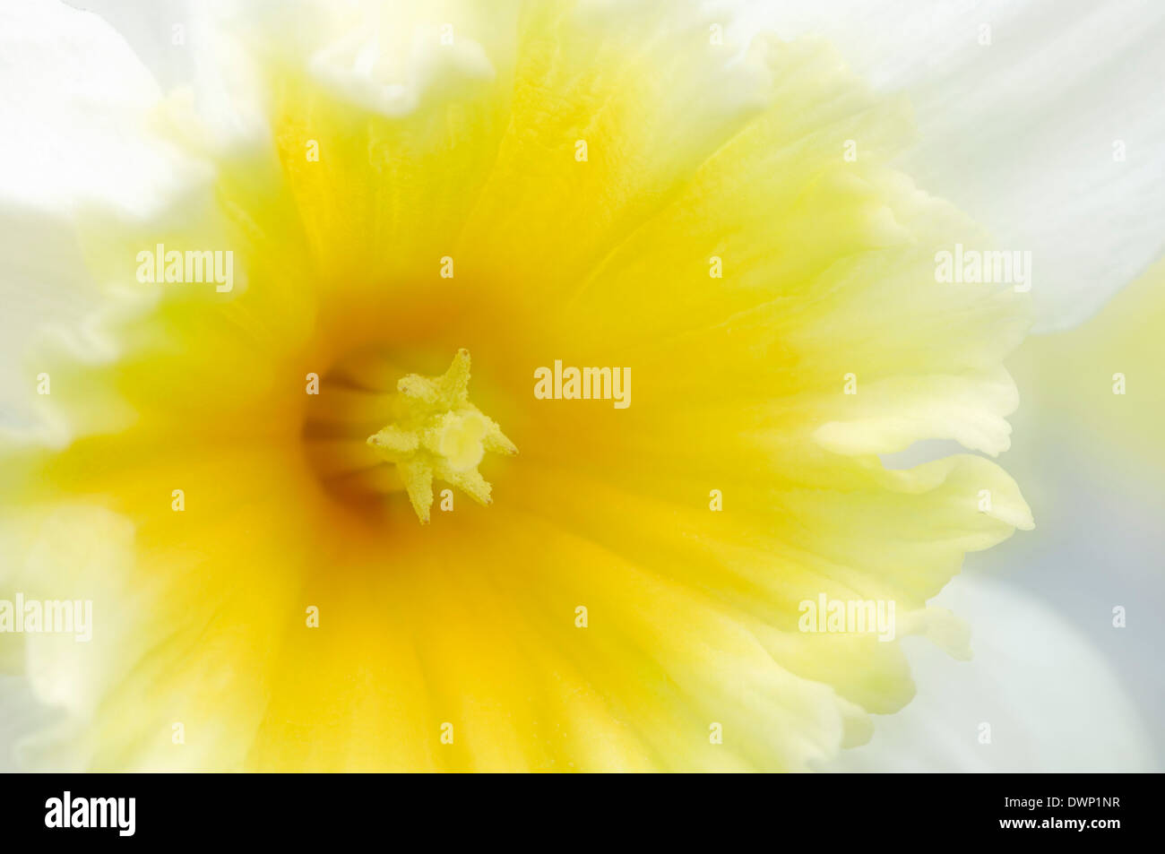 Daffodil o Narciso (Narcissus spec.), fiore dettaglio Foto Stock