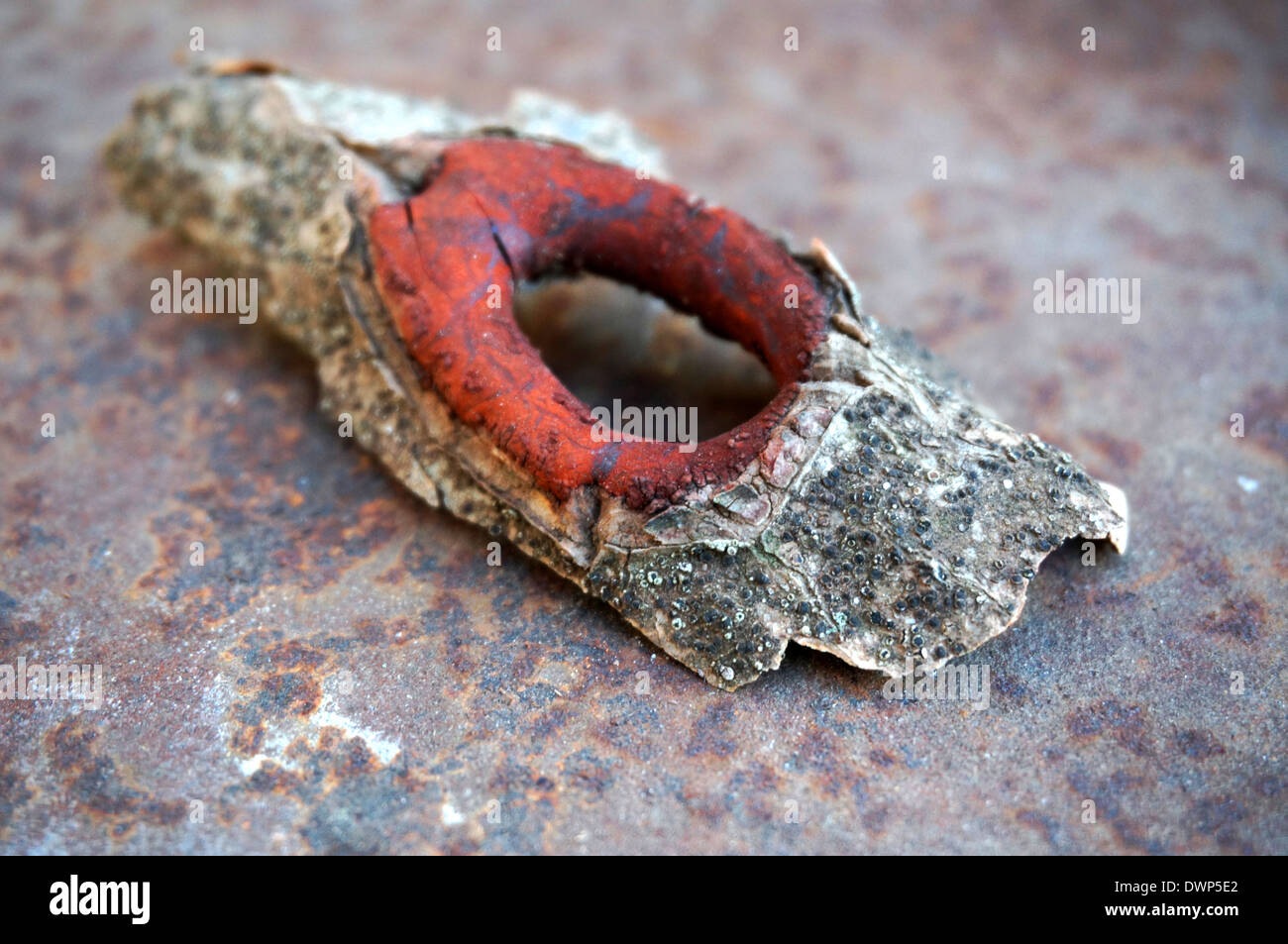 Pezzo di un drago albero di sangue (Dracaena cinnabari) Foto Stock