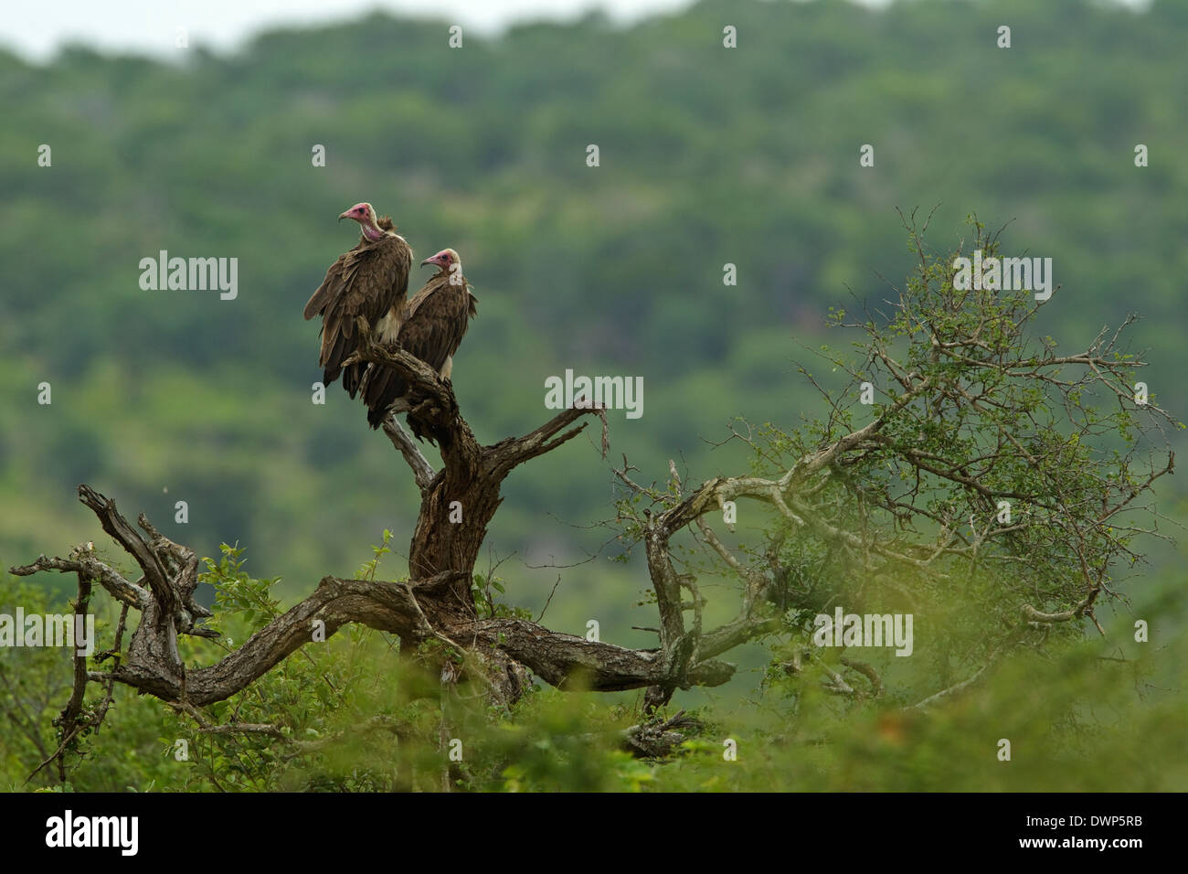 Incappucciati avvoltoi (Necrosyrtes monachus), il Parco Nazionale Kruger Sud Africa Foto Stock