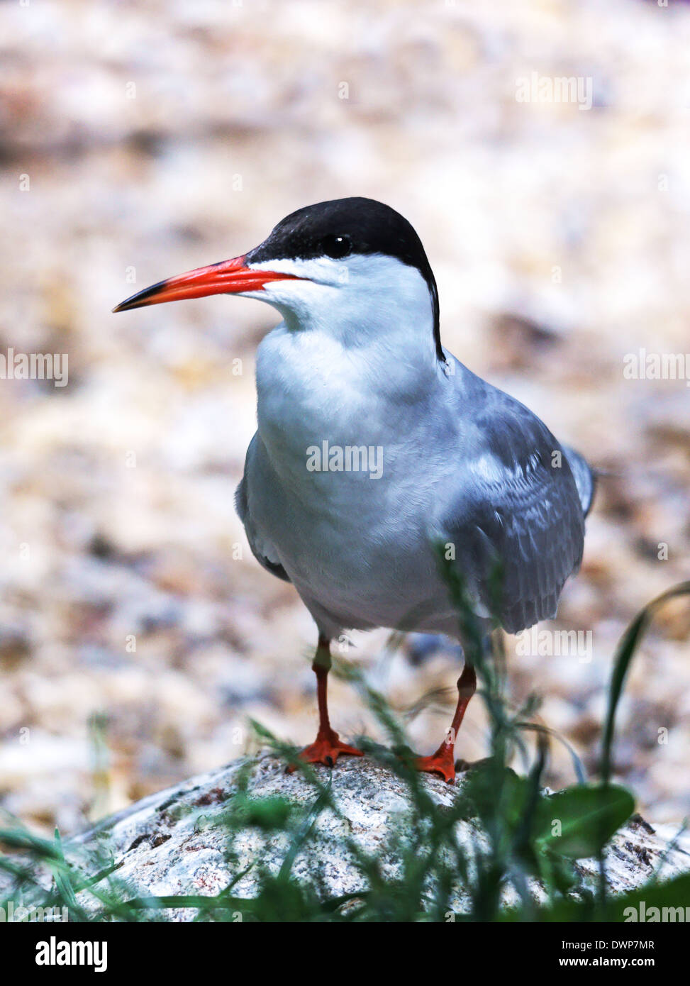 Comune ( Tern Sterna hirundo ).adulto in estate piumaggio Foto Stock