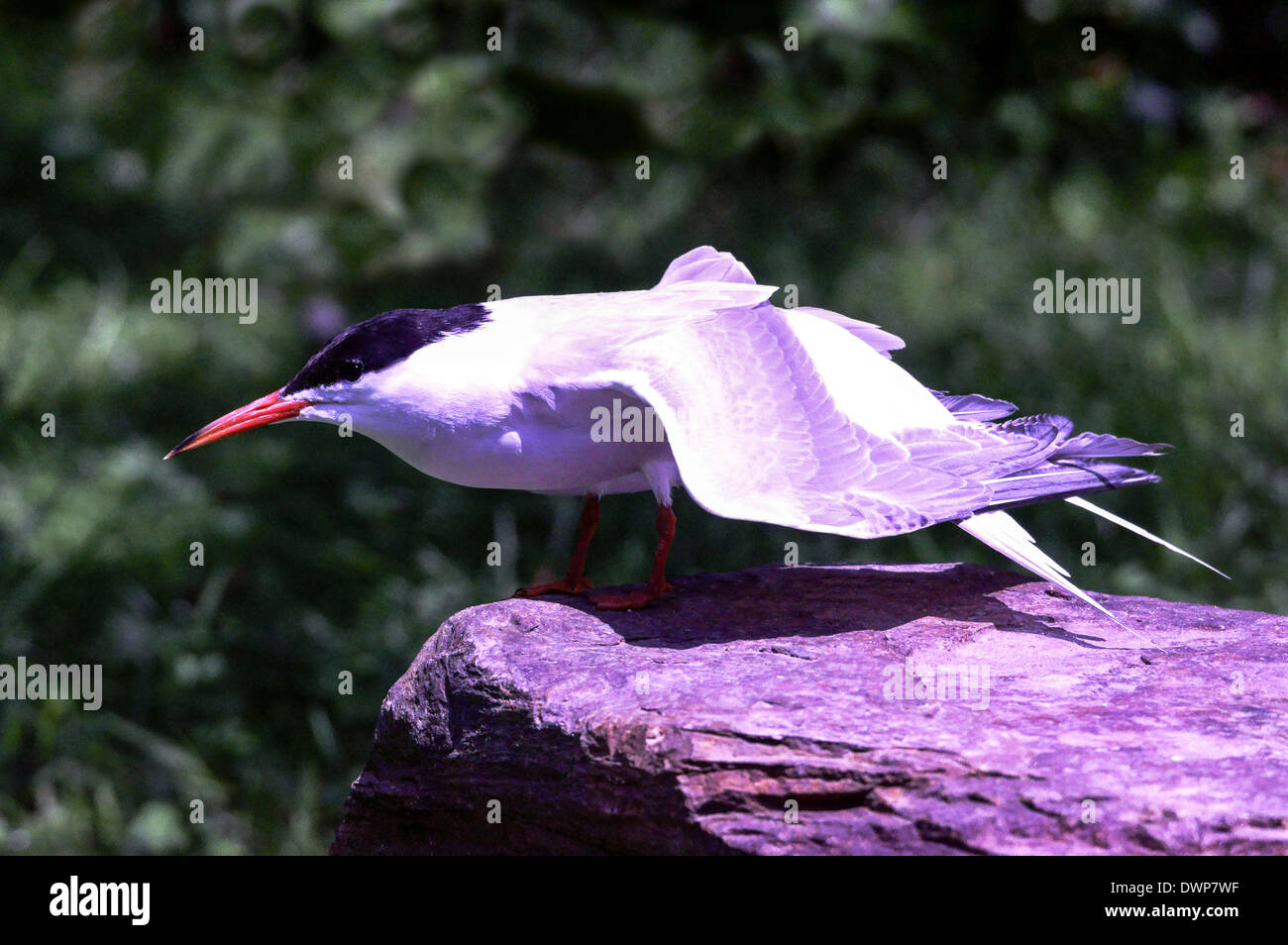 Comune ( Tern Sterna hirundo ).adulto in estate piumaggio. Foto Stock