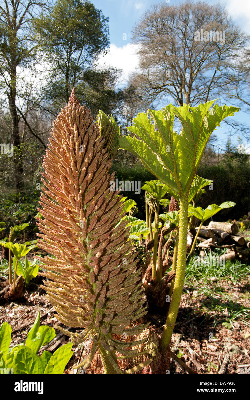 La nuova crescita da un impianto gunnera Foto Stock