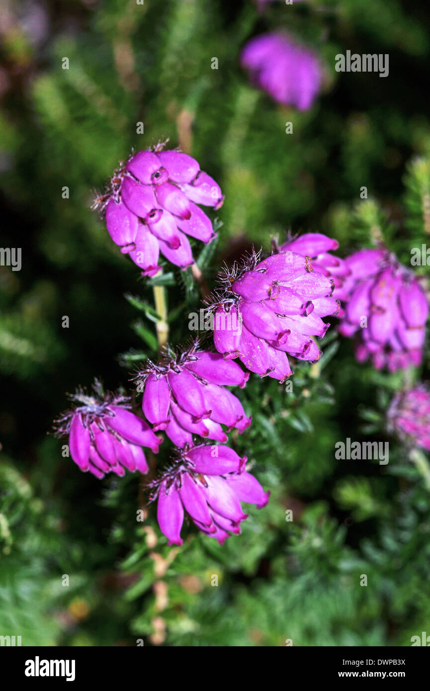 Close-up di sezione di un grumo di fioritura di erica o ling ( Culluna vulgaris ) Foto Stock