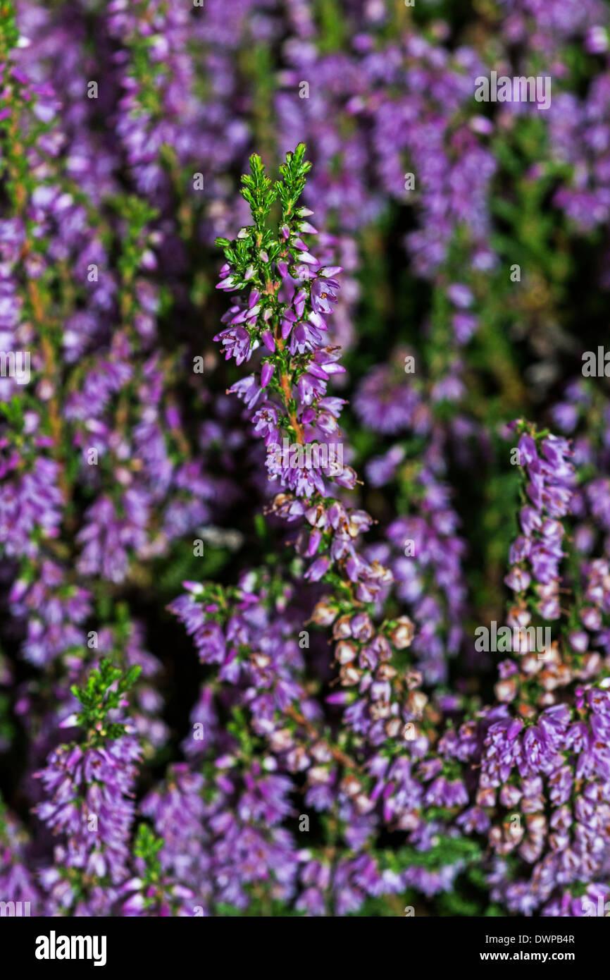 Sezione di un grumo di fioritura di erica o ling ( Culluna vulgaris ) Foto Stock