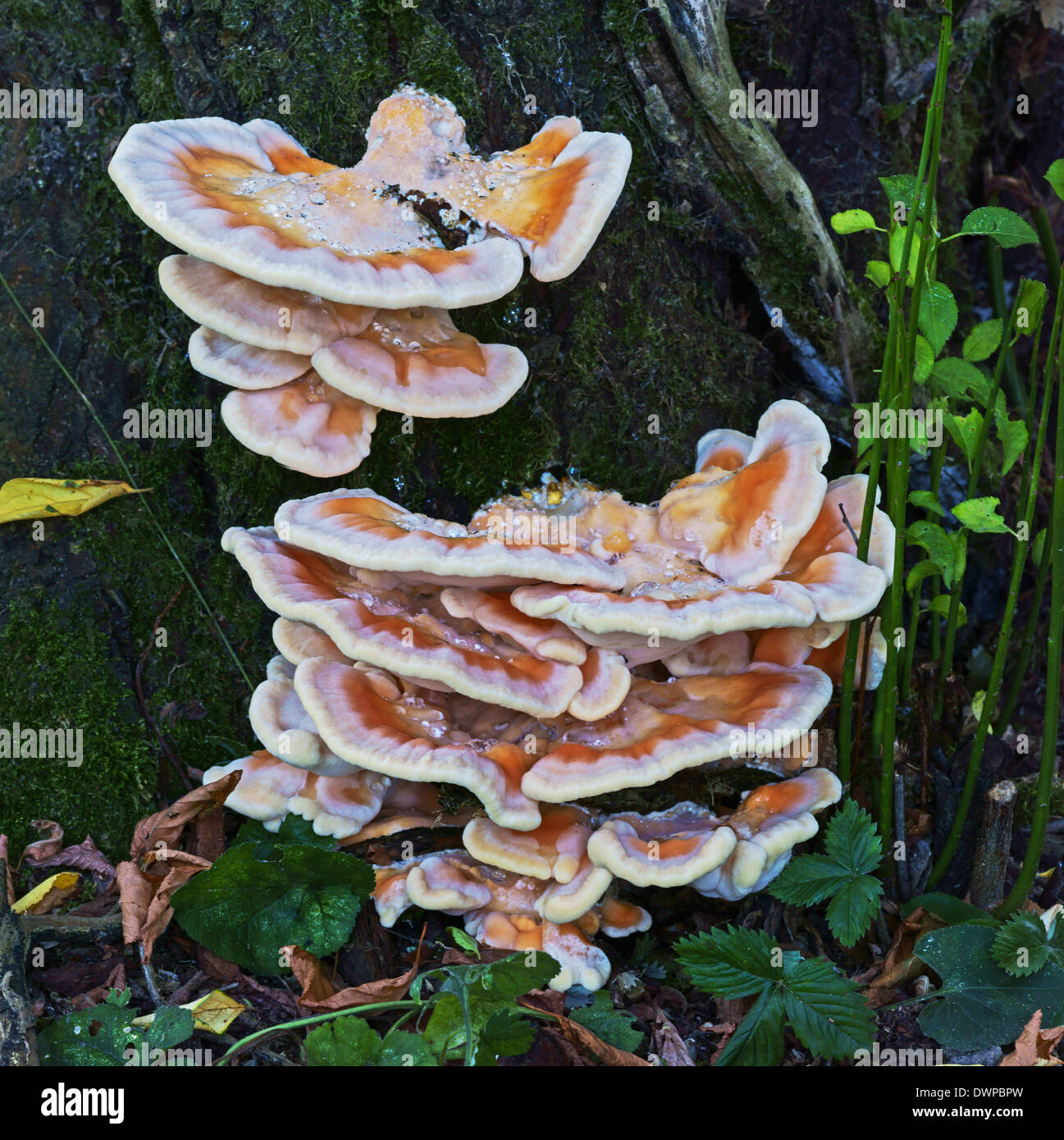 La frutta-corpi del fungo polypore zolfo ( Laetiporus sulfurei ) che cresce su un dead susino. Foto Stock