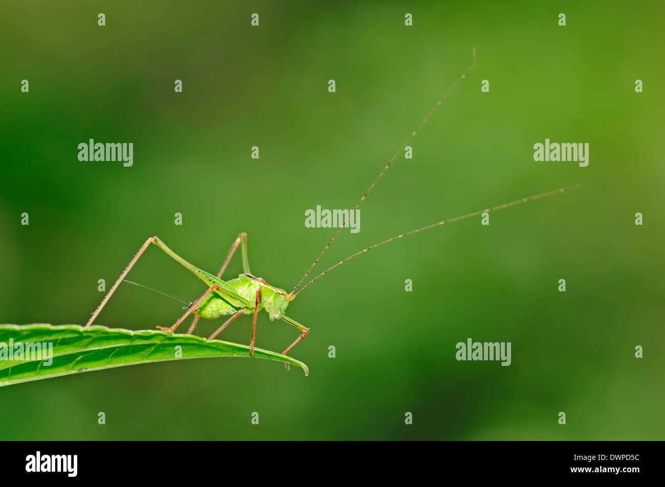 Chiazzato Bush-cricket (Leptophyes punctatissima), maschio, Renania settentrionale-Vestfalia, Germania Foto Stock