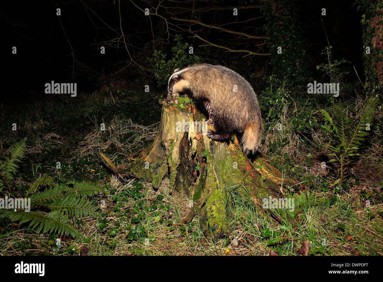 Meles meles Foto Stock