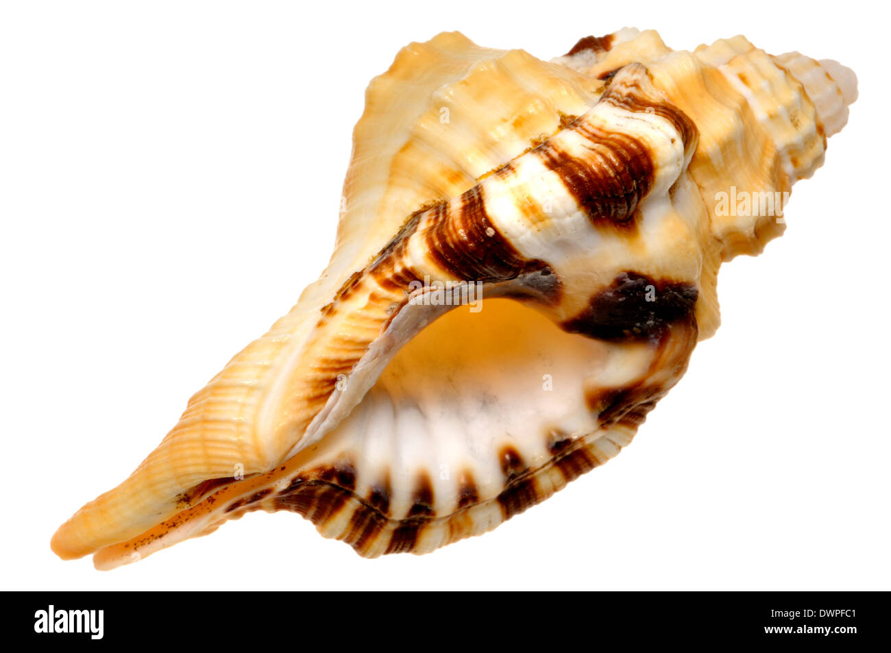 Giallo Triton shell (Cymatium grandimaculatum) Foto Stock