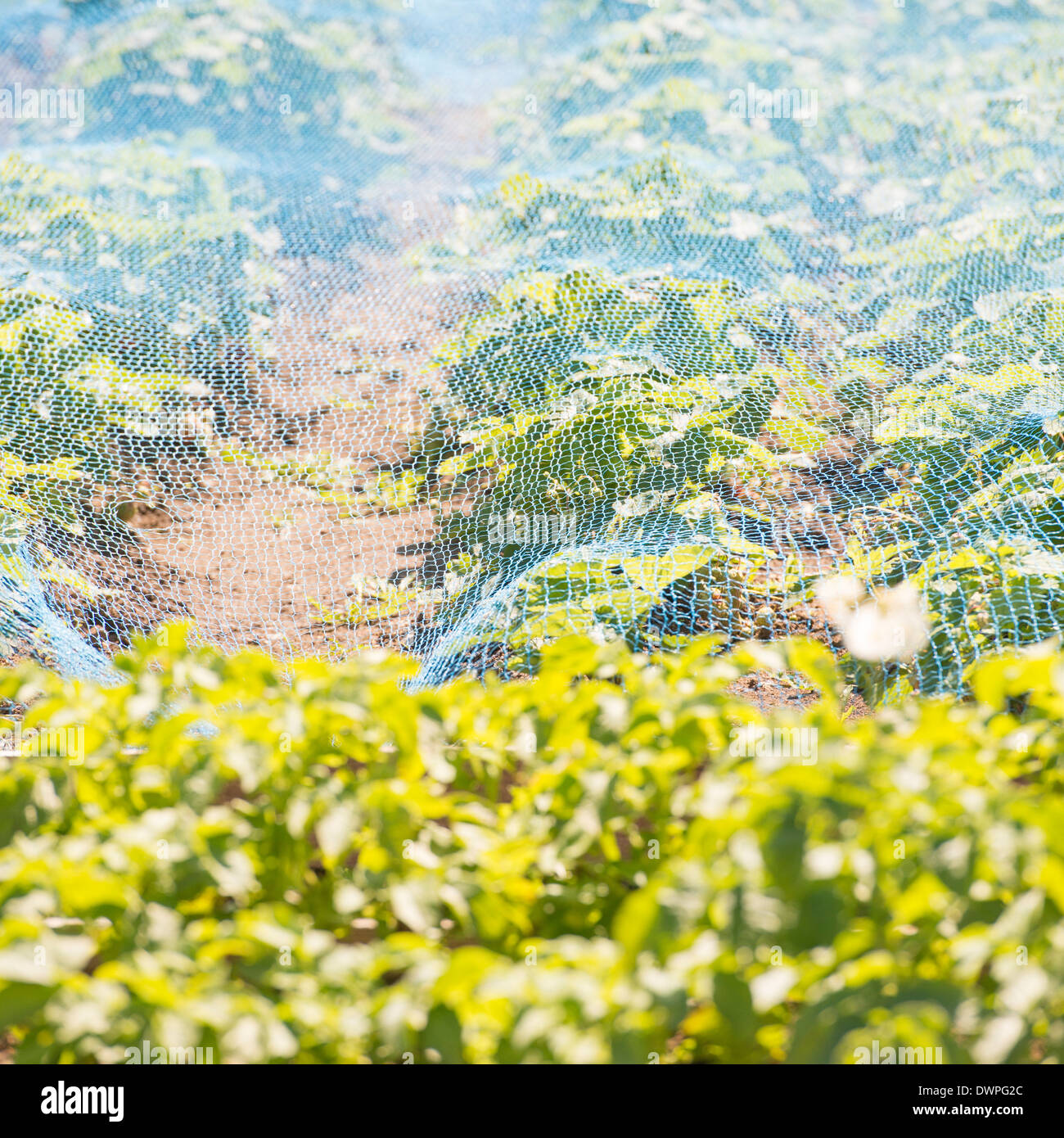 Piante che crescono nel giardino nel letto di vegetali protette da rete in plastica Foto Stock