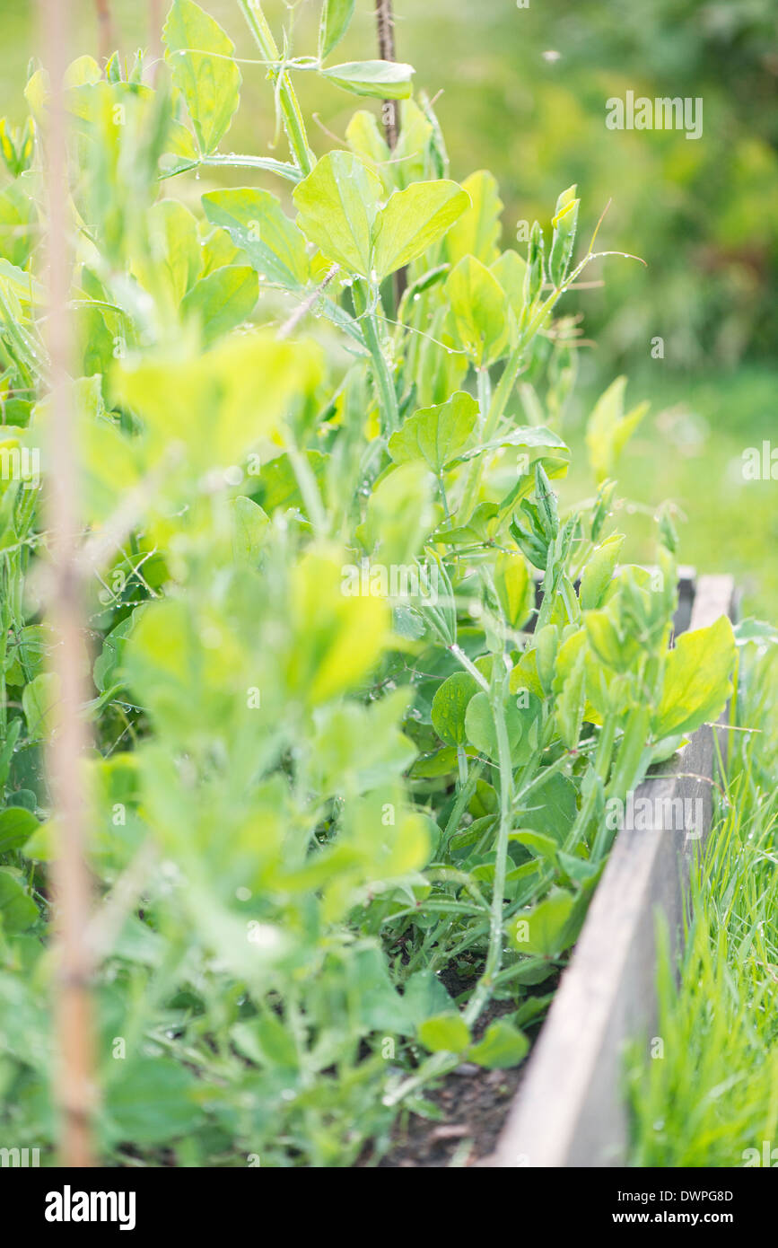 Coltivazione di verdure in giardino nel letto di verdure Foto Stock