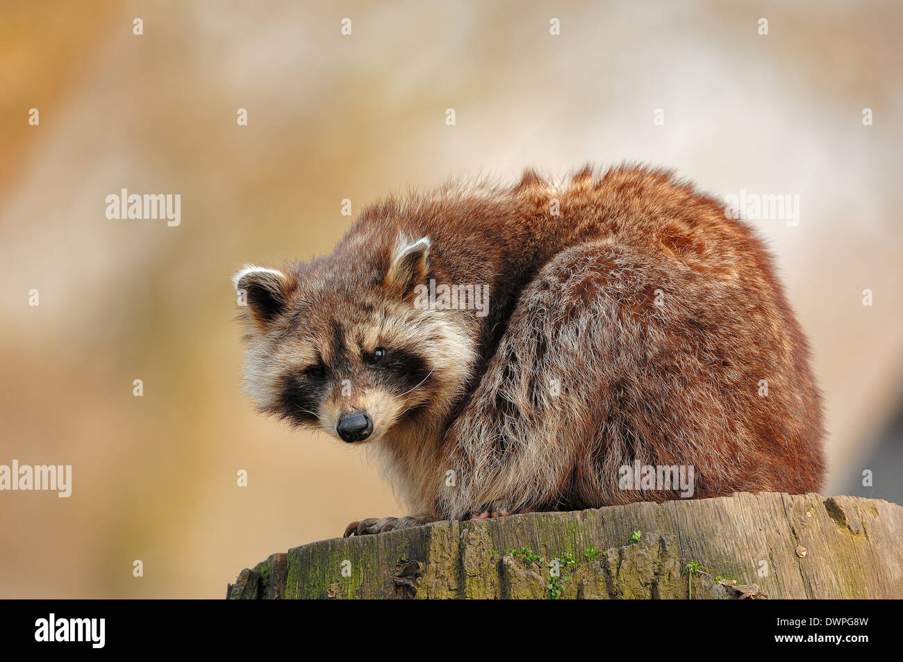Procione, comune Raccoon, North American Raccoon, Procione settentrionale (Procione lotor) Foto Stock