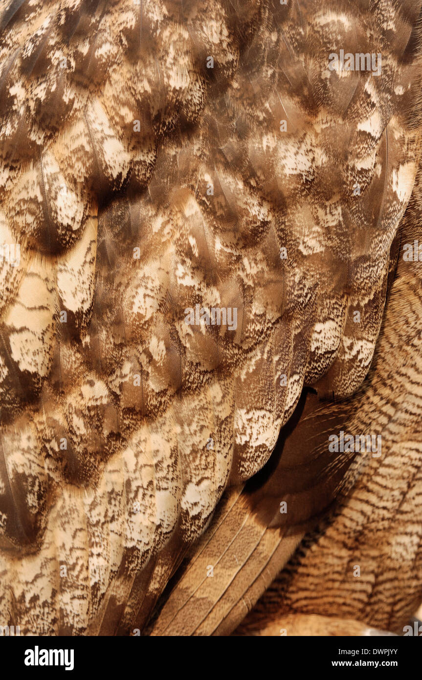 Gufo reale o Eagle-Owl europea (Bubo bubo), piumaggio dettaglio Foto Stock
