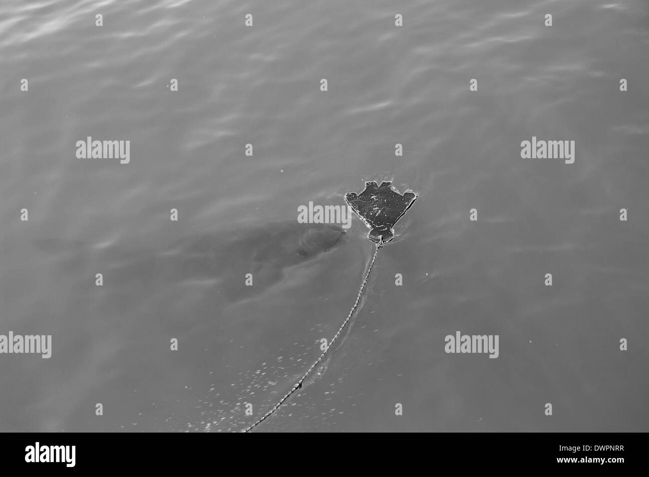 Un grande squalo bianco Stalking una guarnizione di legno Decoy nell'oceano Foto Stock