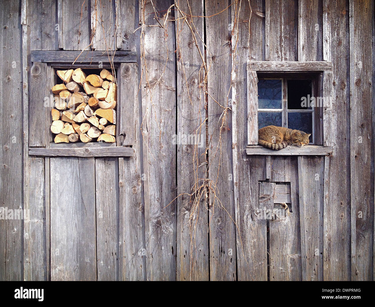 La funzione snooze gatto in una cornice per una finestra di un vecchio capannone. In altre sul telaio di una finestra vi è qualche impilati di legna da ardere. Foto Stock
