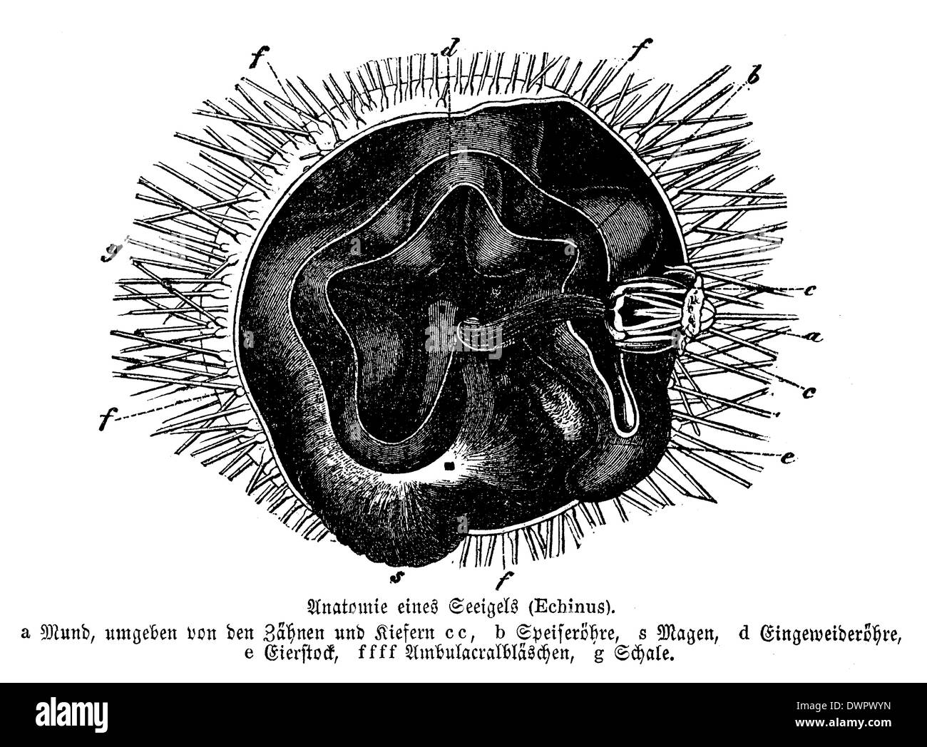 Ricci di mare: anatomia Foto Stock