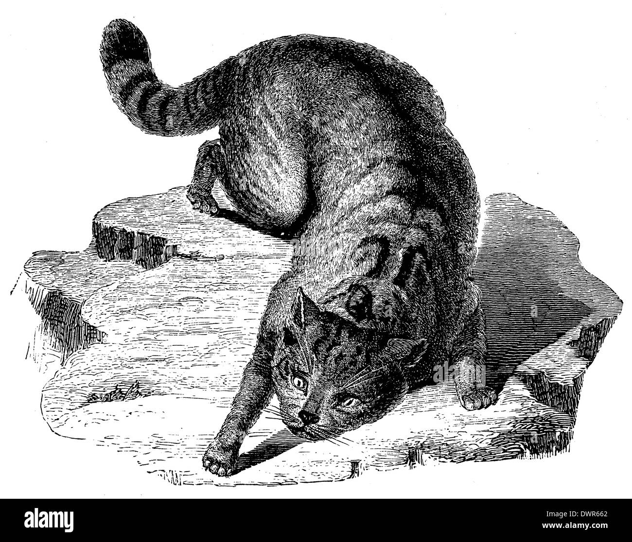 Wildcat, gatto selvatico Foto Stock
