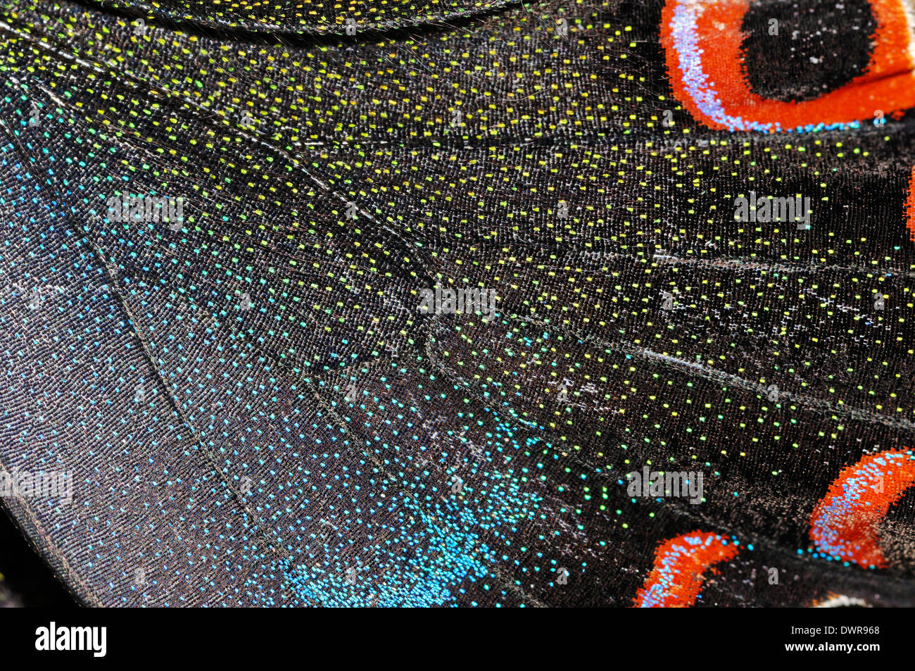 Comune di pavone (Papilio polyctor, Papilio bianor, Papilio ganesa, Papilio polyctora), l'ala dettaglio Foto Stock Comune di pavone (Papilio polyctor, Papilio bianor, Papilio ganesa, Papilio polyctora), l'ala dettaglio Foto Stock