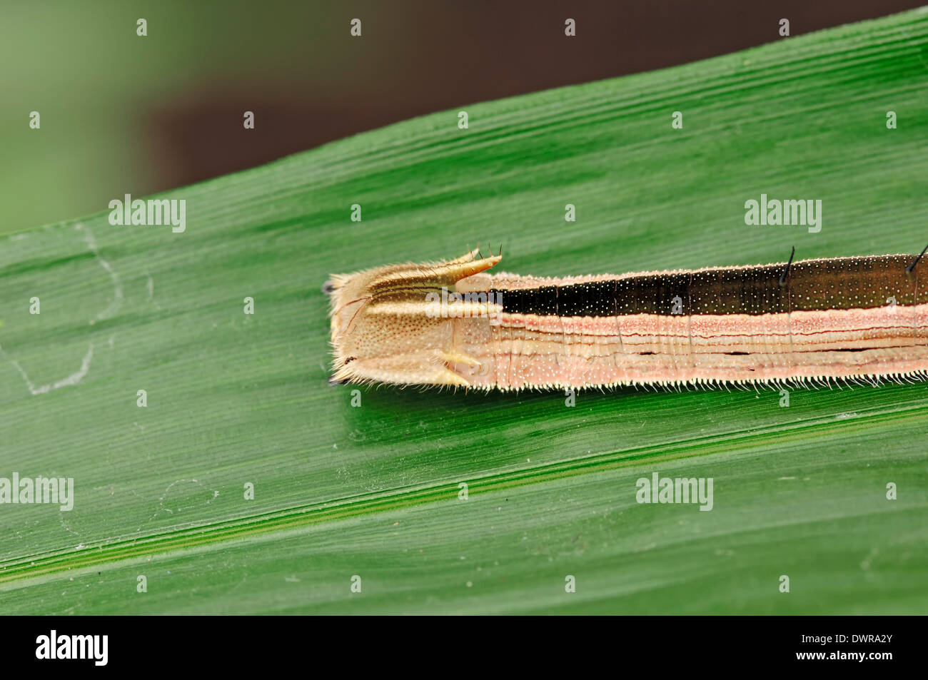 Farfalla di bambù, Viola Mort blu o farfalla Civetta (Eryphanis polissena), Caterpillar Foto Stock