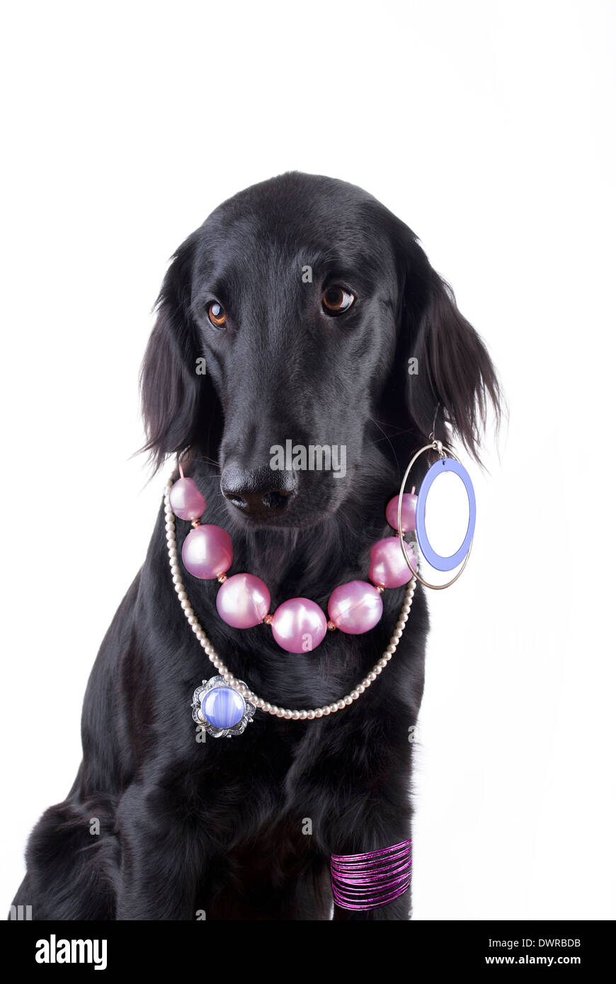Un cane nero con un sacco di gioielli, guardando come una signora, isolato Foto Stock