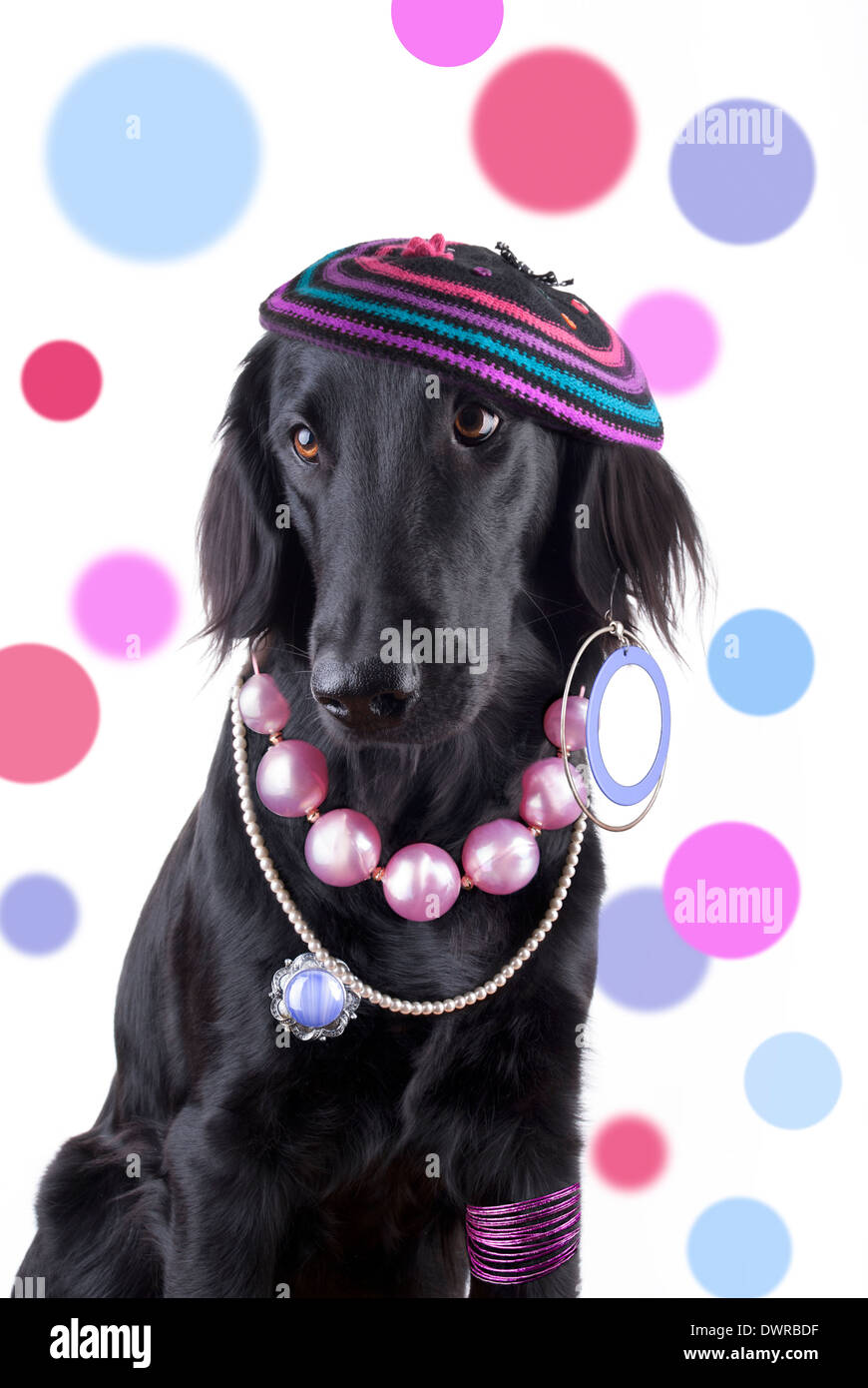 Un cane vestito come una donna con gioielli Foto Stock