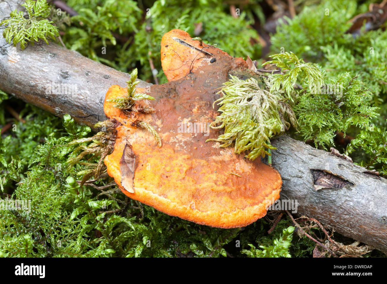 Pycnoporus cinnabarinus fungo Foto Stock