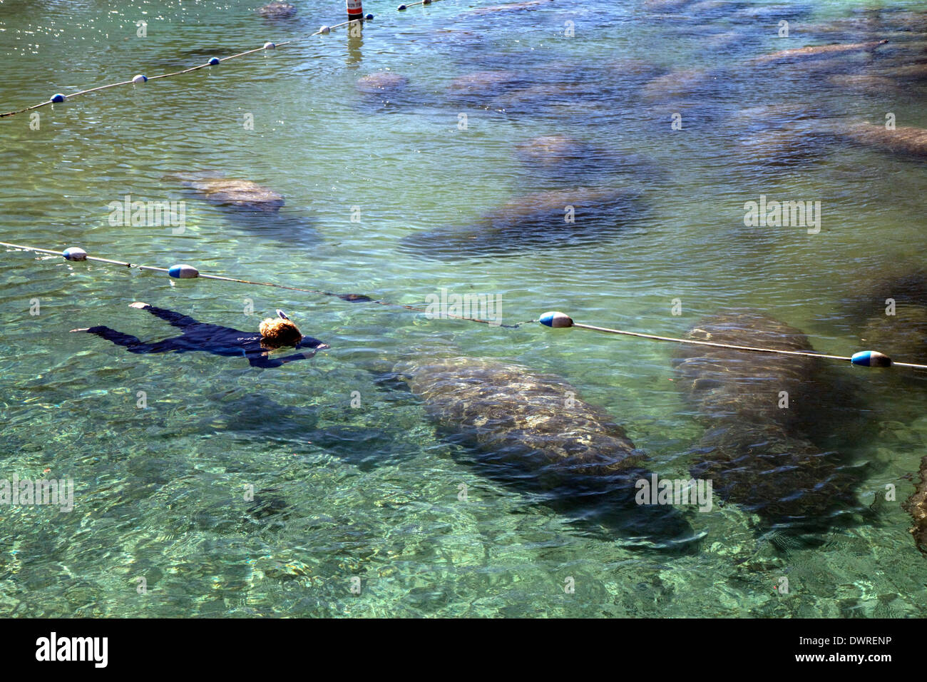 I turisti la visualizzazione di lamantini con un boccaglio e maschera in Crystal River National Wildlife Refuge al Kings Bay, Florida, Stati Uniti d'America. Foto Stock