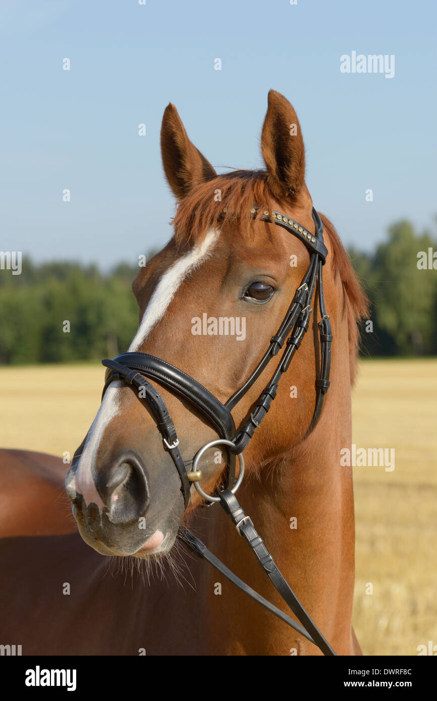 Irish Sport Horse Foto Stock