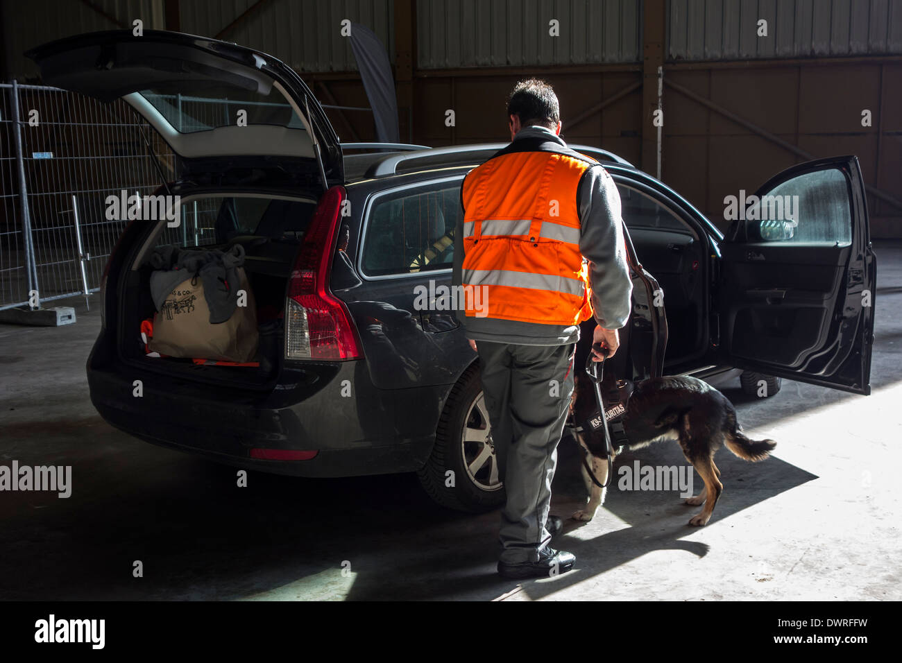 Auto viene cercato per esplosivi e droghe da handler con esplosivo-rilevamento cane della Securitas K9 di rilevamento esplosivi di Team Foto Stock