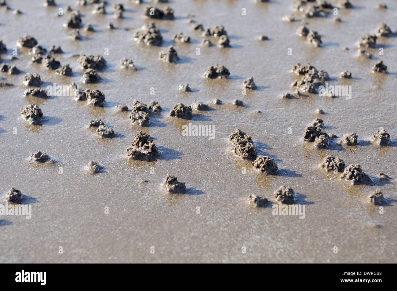Lugworm si getta su una spiaggia di sabbia bagnata in Scozia. Foto Stock
