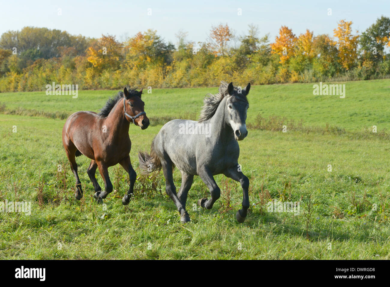 Due-anno-vecchio pony Connemara stalloni galoppo nel campo Foto Stock