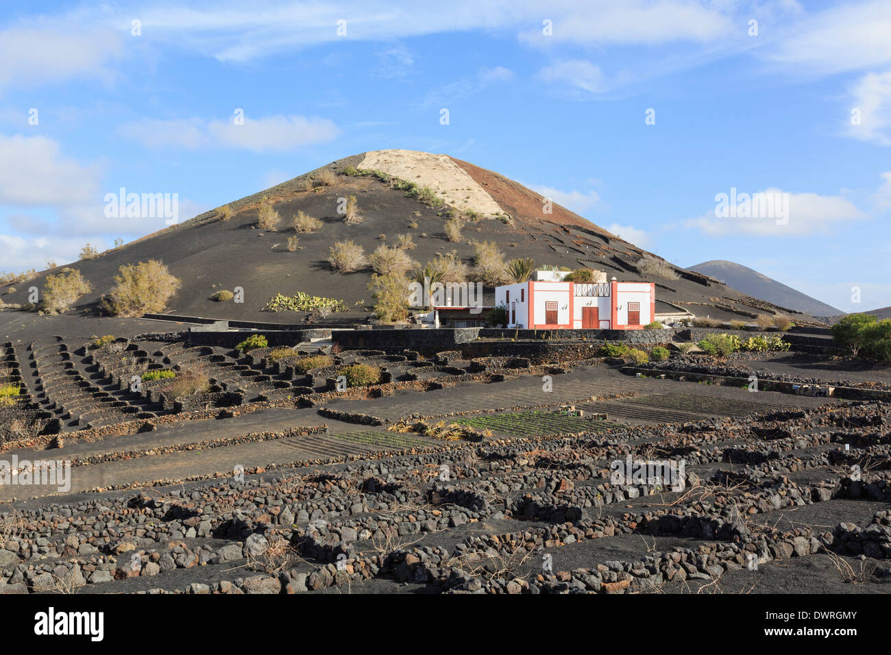 Cantina al di là di un campo di vigneti che crescono in ceneri vulcaniche protetta da mura in vigneti di La Geria, Lanzarote, Isole Canarie Foto Stock