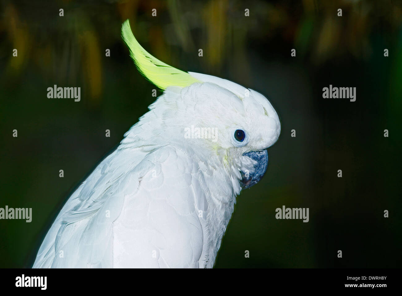 Minor-zolfo Cacatua o giallo Crested Cacatua (Cacatua sulphurea) Foto Stock