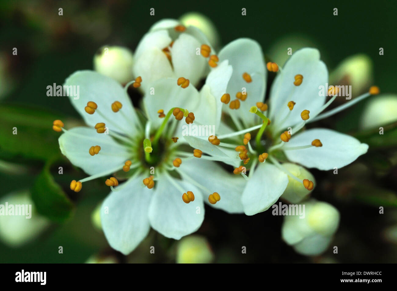Un close-up di bella prugnolo blossom REGNO UNITO Foto Stock