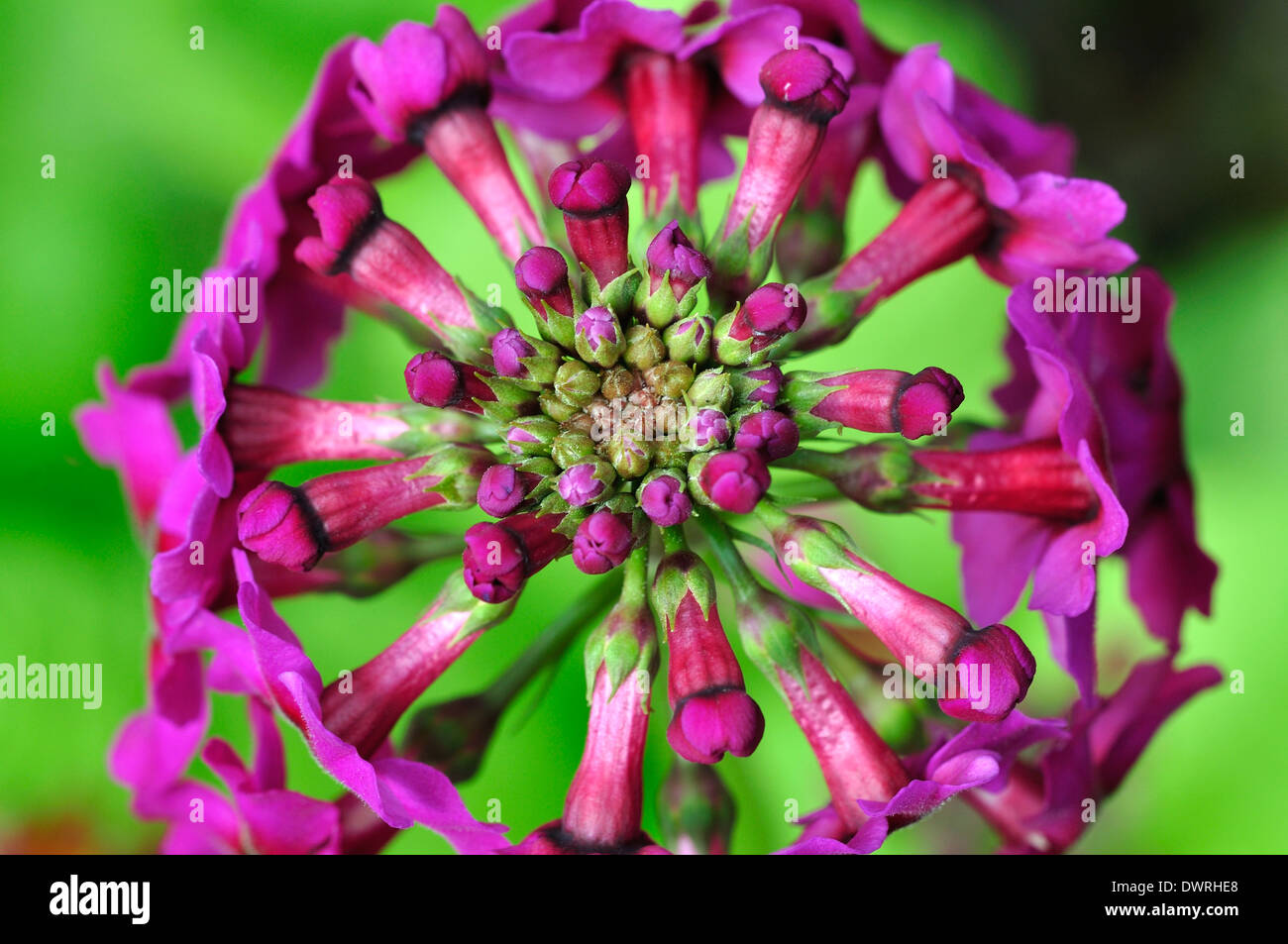 Un candelabro primula primrose da una angolazione inusuale REGNO UNITO Foto Stock