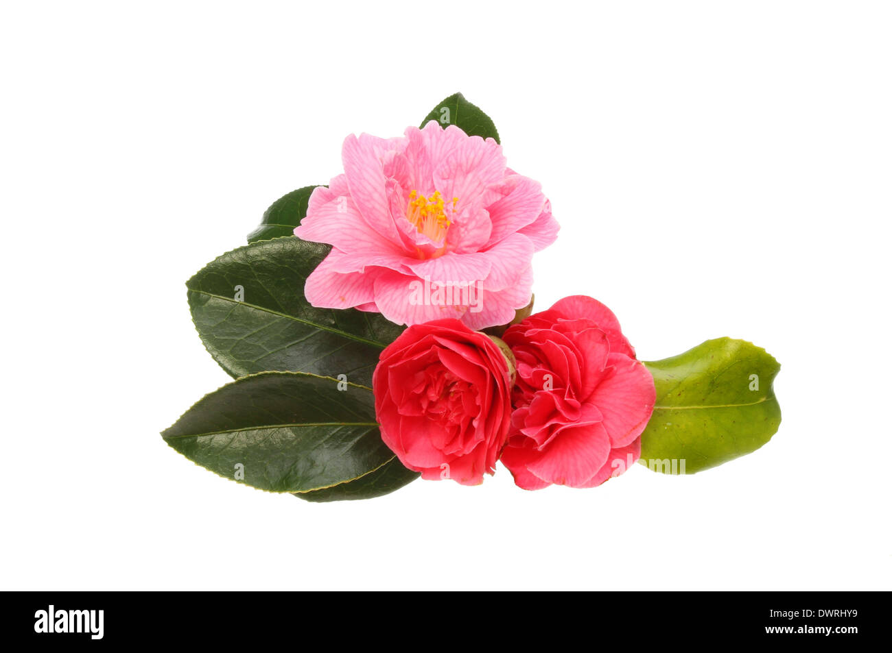 Disposizione di camellia fiori e fogliame isolata contro bianco Foto Stock