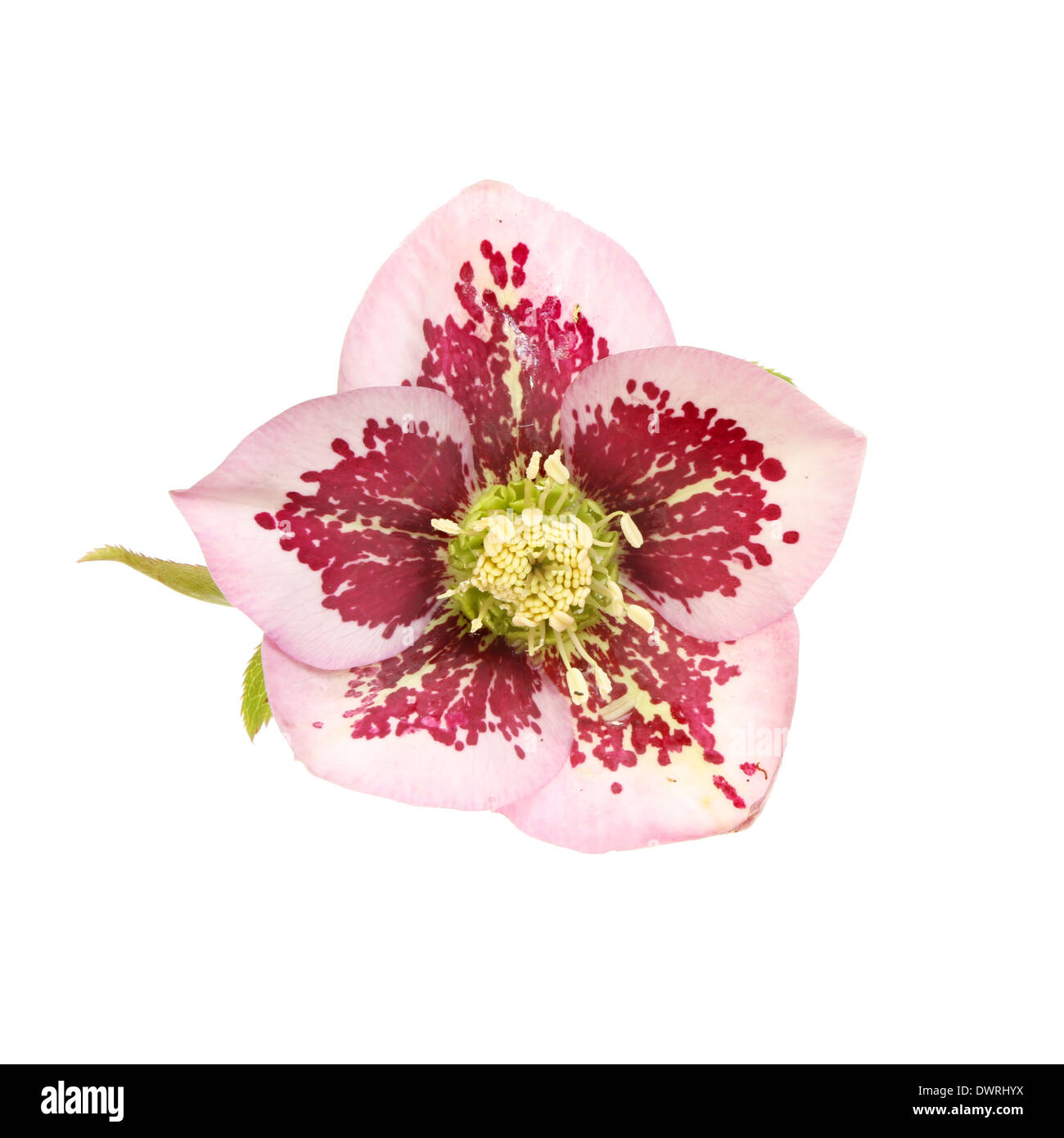 L'elleboro flower isolata contro bianco Foto Stock