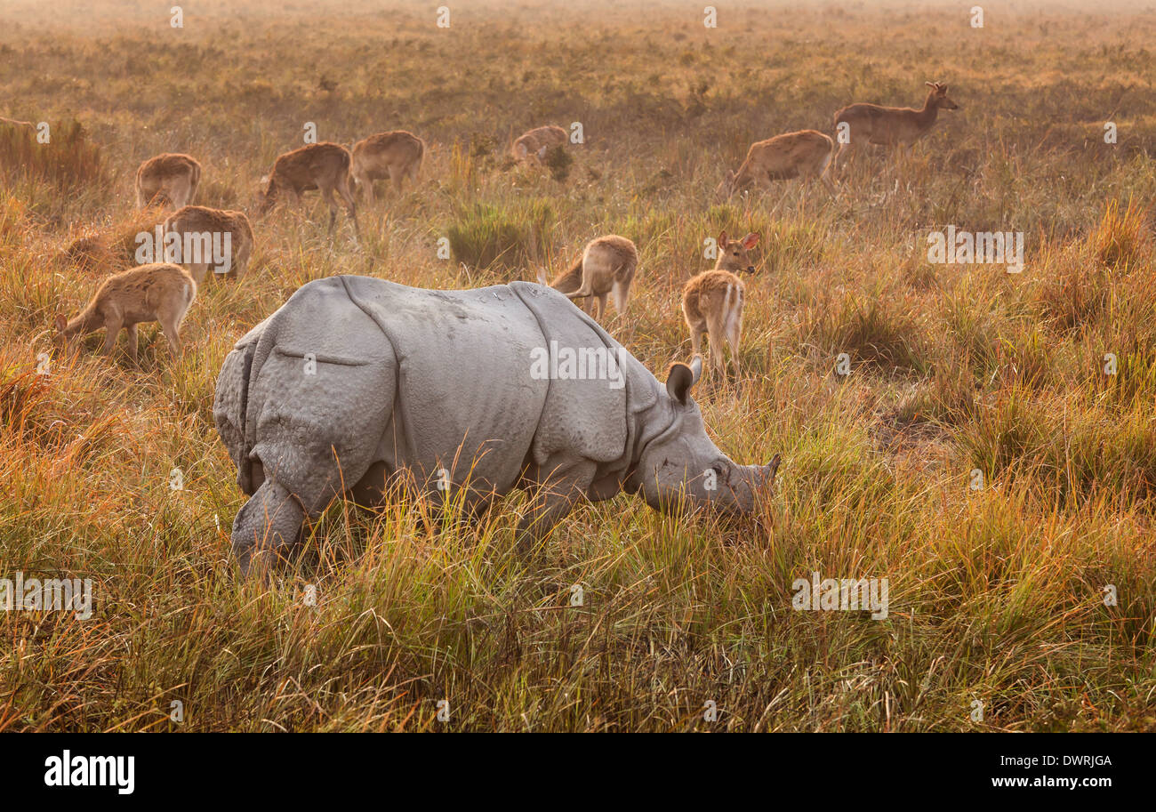 Il rinoceronte indiano (Rhinoceros unicornis) nella parte anteriore della palude cervo (Cervus Duvauceli), il Parco Nazionale di Kaziranga, Assam, India Foto Stock