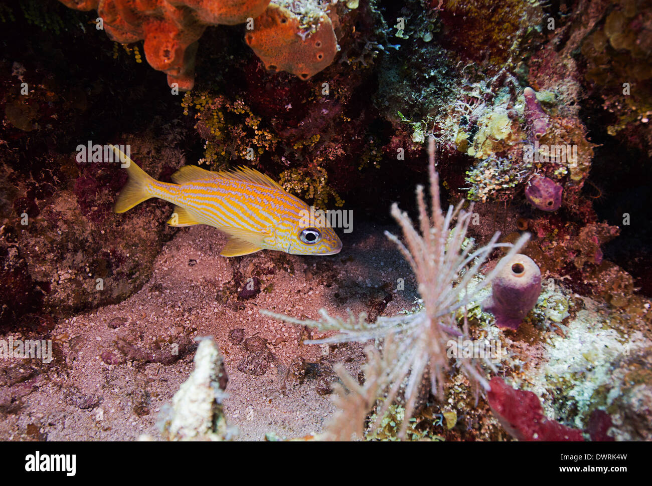 Un grugnito francese sulla barriera corallina di Roatan, Honduras. Foto Stock