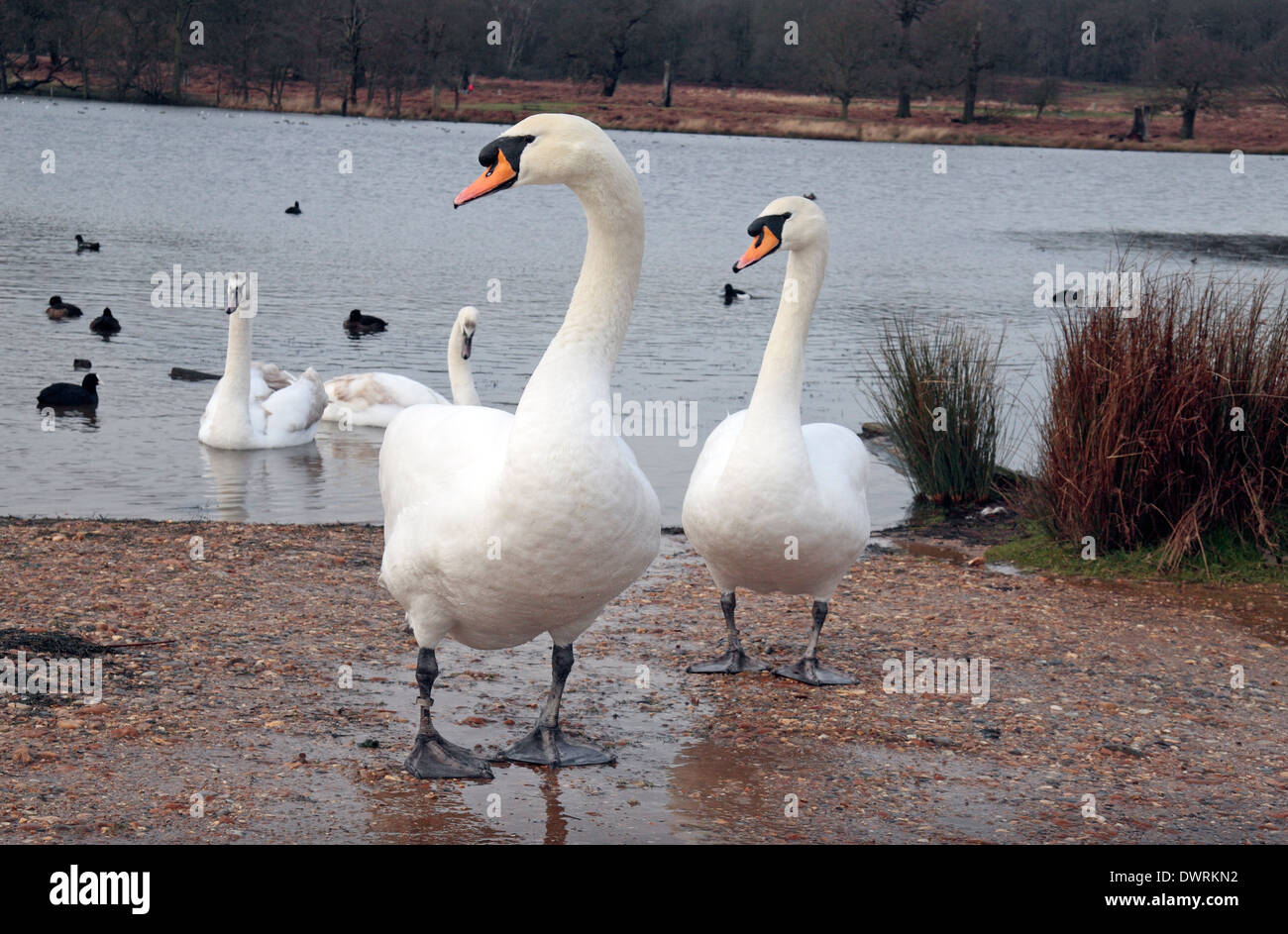 Cigni (Cygnus) uscente penne stagni in Richmond Park, London, Regno Unito. Foto Stock