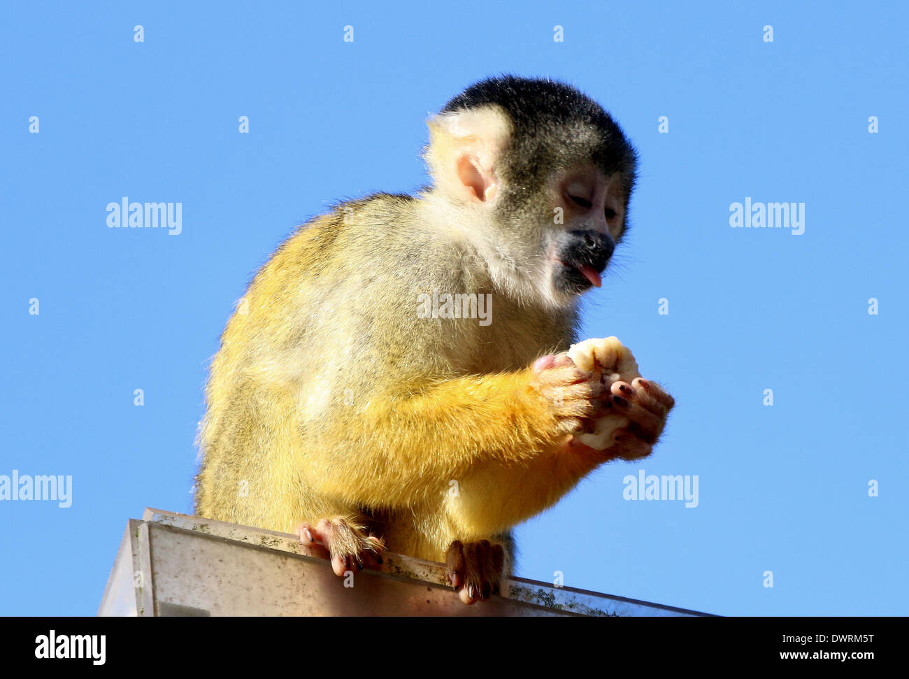 Nero-capped Scimmia di scoiattolo (Saimiri boliviensis) in pose diverse e munching su larve e frutta Foto Stock
