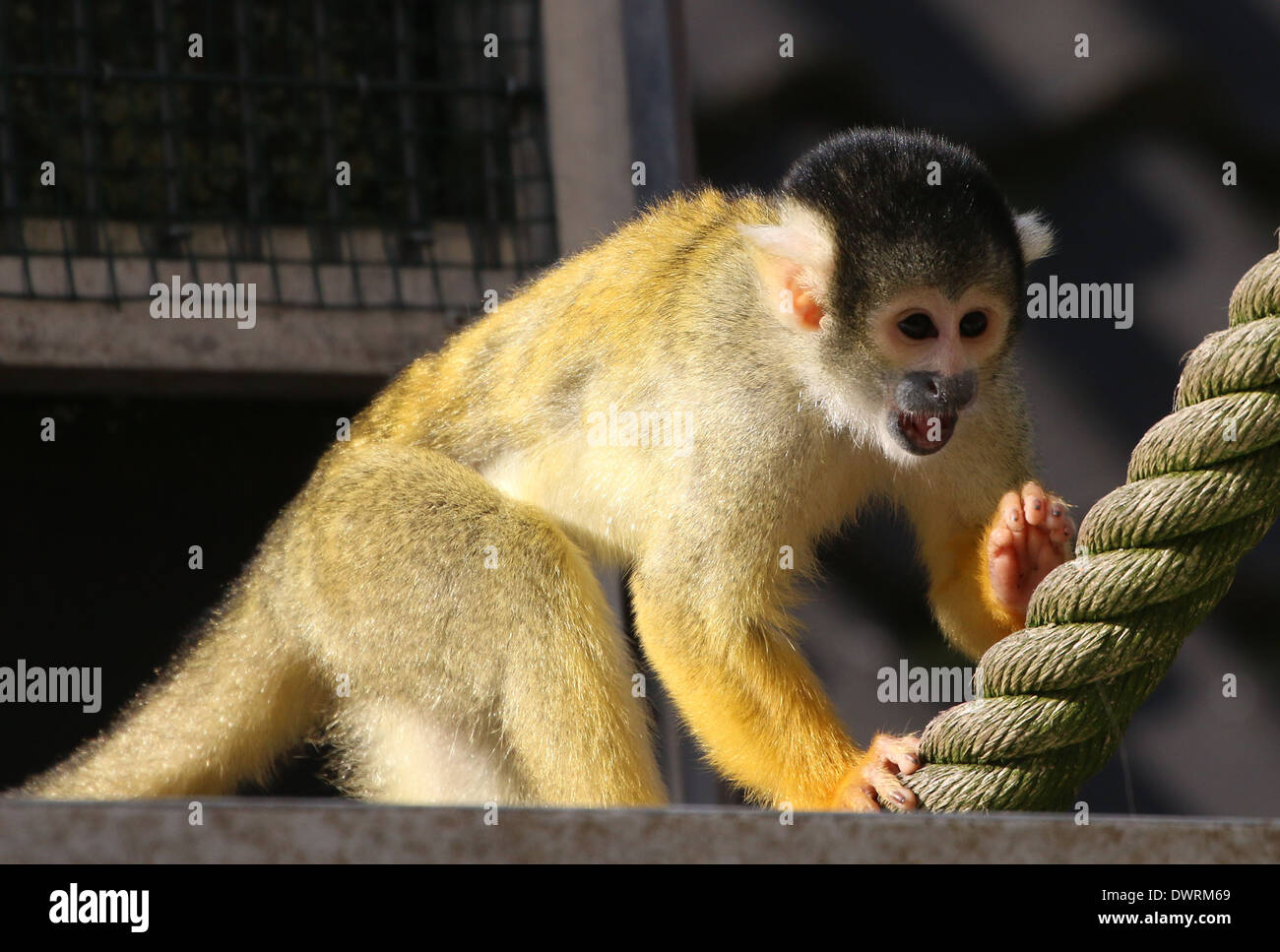 Nero-capped Scimmia di scoiattolo (Saimiri boliviensis) in pose diverse e munching su larve e frutta Foto Stock