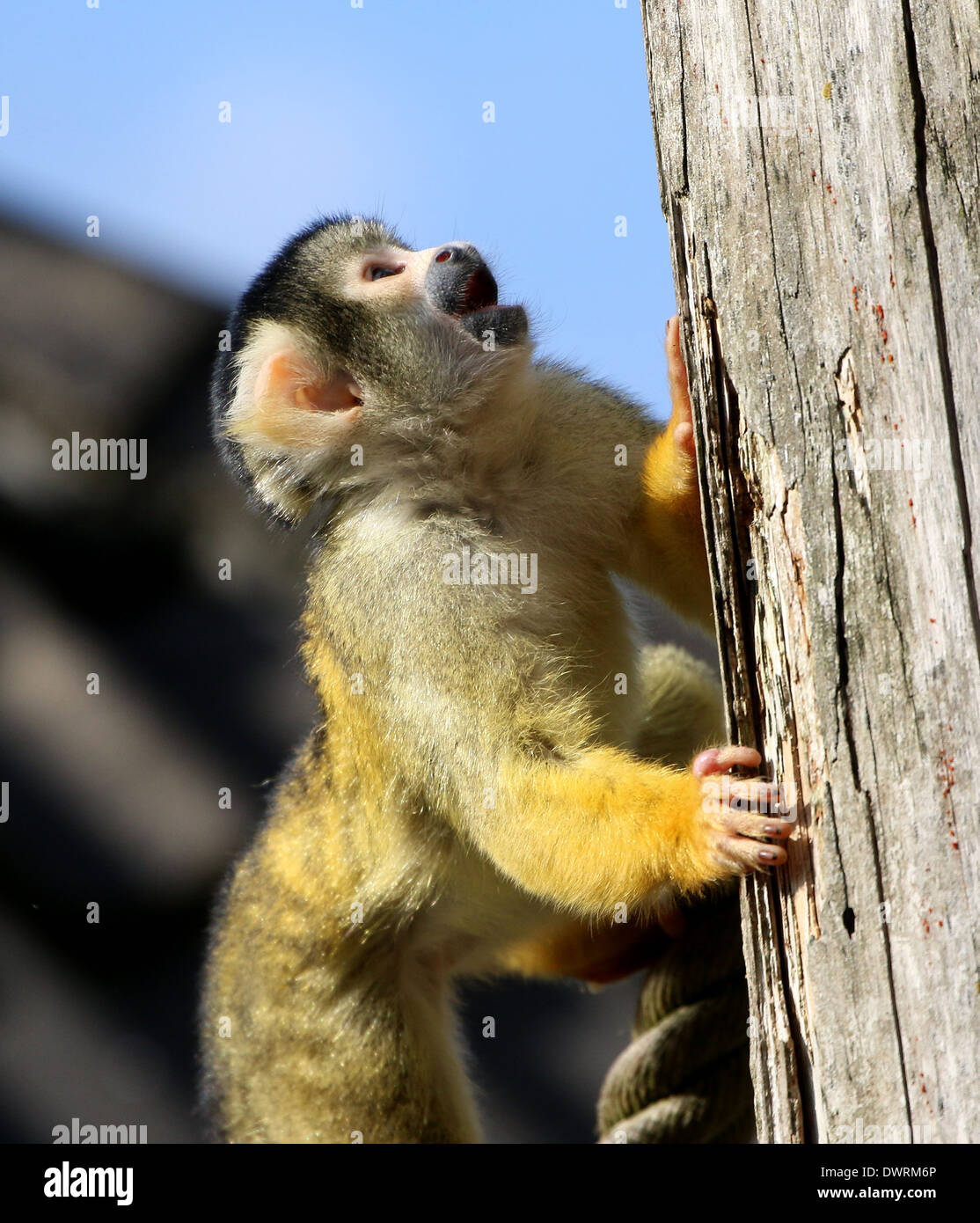 Sud Americana Black-capped Scimmia di scoiattolo (Saimiri boliviensis) Foto Stock