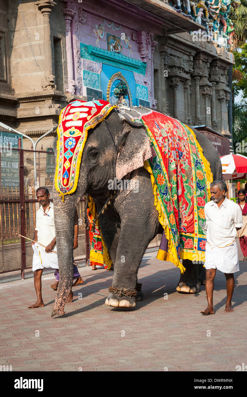 Sud India del Sud Tamil Nadu Madurai Minakshi Sundareshvara Shiva tempio  indù parade vestito sacro elefante Ganesh Ganesha Foto stock - Alamy