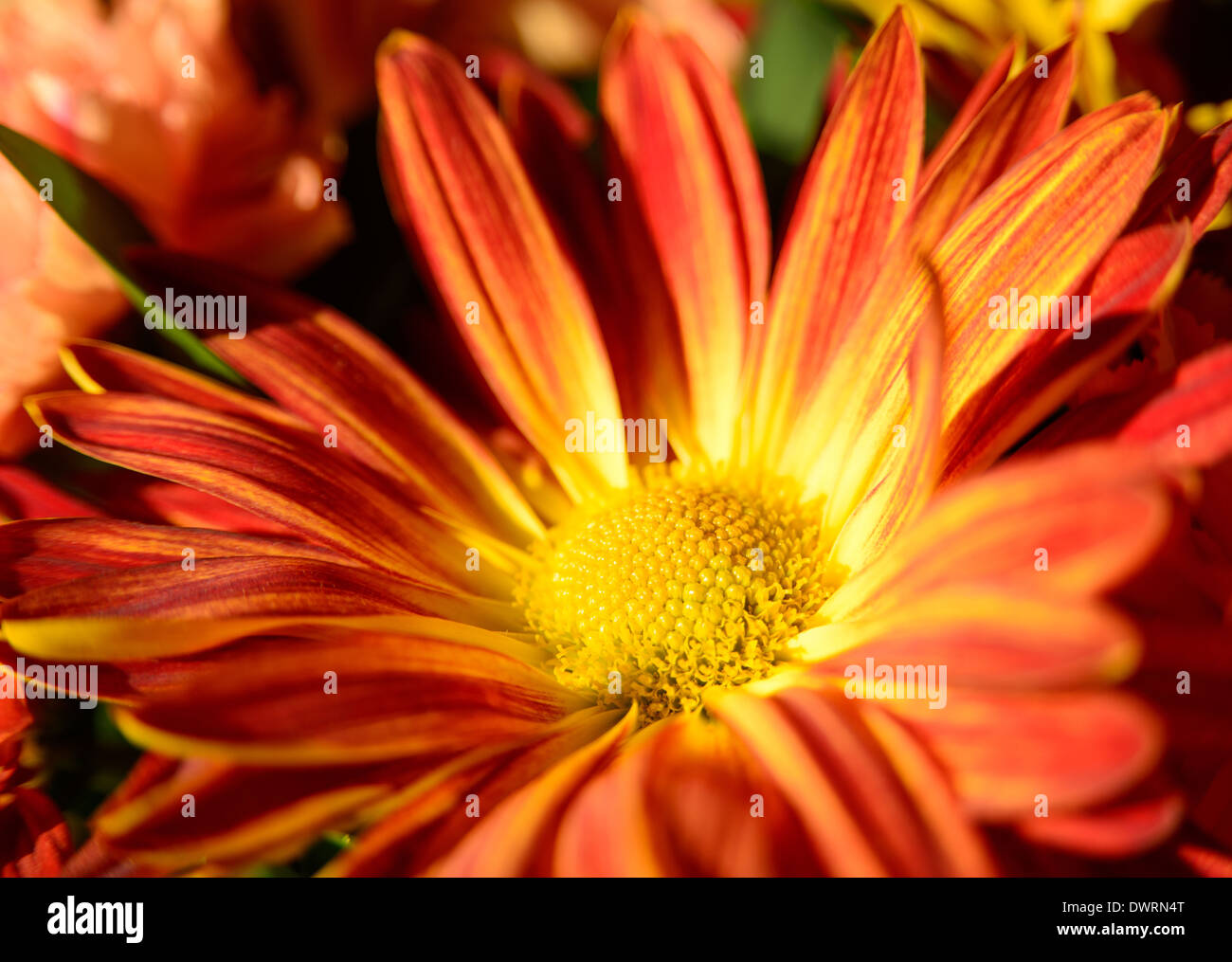 Un vicino l immagine di un ricco rosso e colorato in giallo mamma Foto Stock