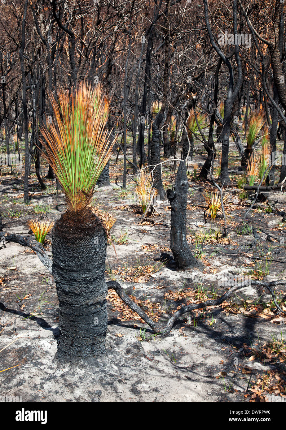 Nuova vita dopo bushfire Nero ragazzi che mostra l'effetto di fuoco e di vita nuova di una quindicina di giorni dopo l'incendio Foto Stock