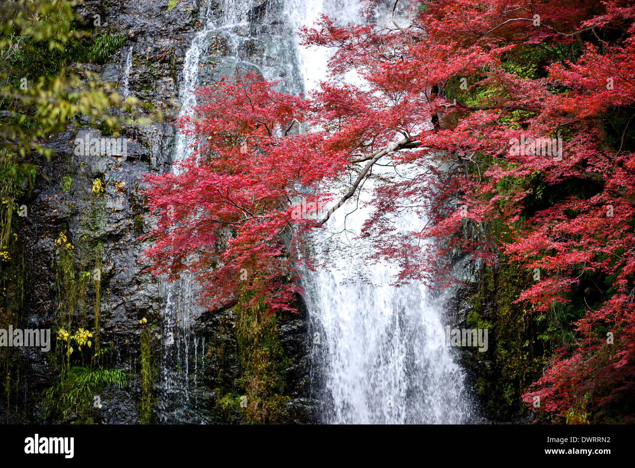 Mino cascata presso il Mino Quasi Parco Nazionale. Osaka, Giappone. Foto Stock