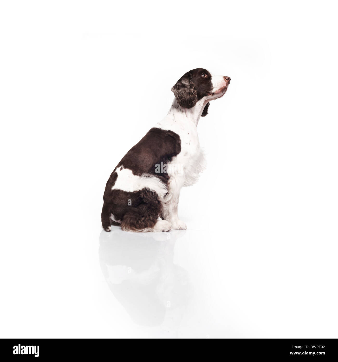 Springer Spaniel contro uno sfondo bianco Foto Stock