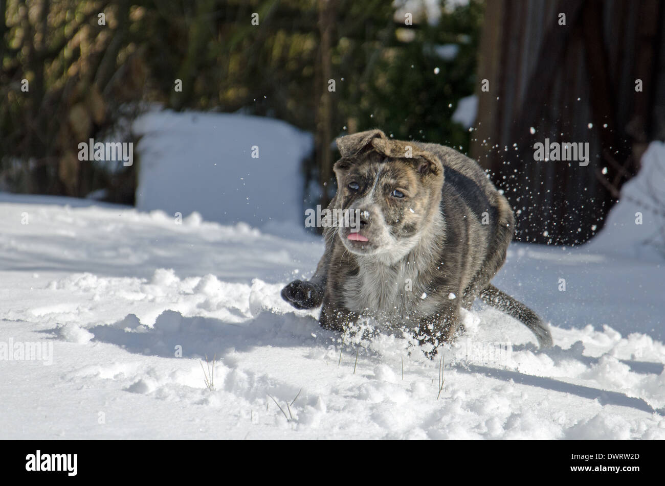 Un cucciolo nella neve Foto Stock