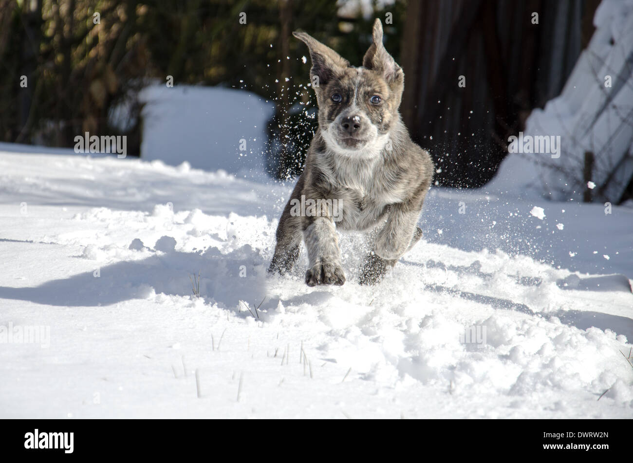 Un cucciolo nella neve Foto Stock