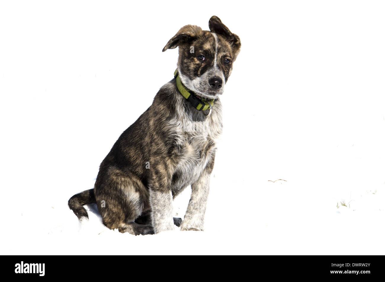 Un cucciolo nella neve Foto Stock